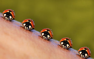 shallow focus photography of five red-and-black lady bugs HD wallpaper