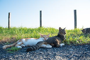 three Tabby cats lying on grass field during daytime, nice HD wallpaper