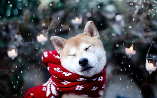 akita with red scarf during snow HD wallpaper