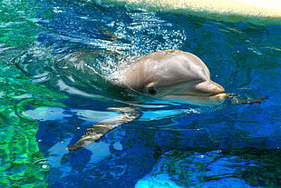 dolphin in body of water