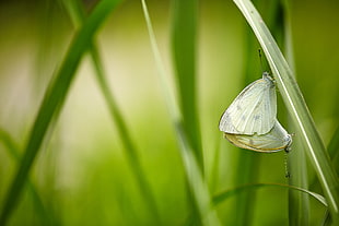 selective focus photography of a green butterfly on green leaf