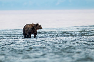 depth of field photography of bear