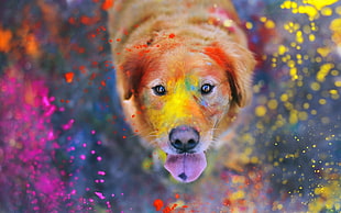 adult Golden Retriever playing on multi-colored powder in close up photography HD wallpaper