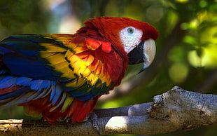 red, yellow, and blue macaw focus shot HD wallpaper