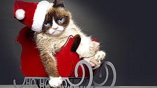 brown and white cat wearing Santa hat riding on sled HD wallpaper