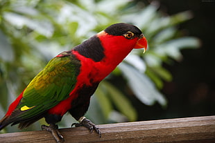 King parrot