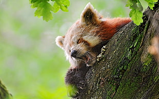 Red Panda lying on brown tree HD wallpaper