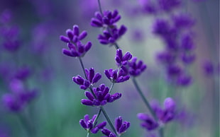 purple lavenders selective focus photography HD wallpaper