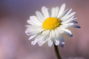 closeup photo of white Daisy flower HD wallpaper