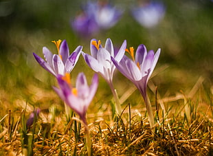 three purple petaled flowers on green grass closeup photography HD wallpaper