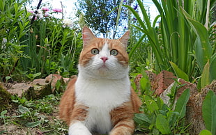 orange Tabby cat near garden plants HD wallpaper