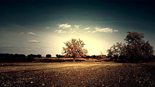 green leafed tree, field, trees, nature, landscape