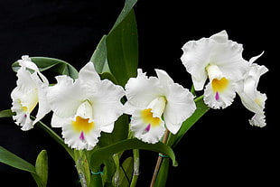 white-and-yellow flowers with green leaves