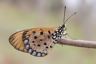 macro photography of Painted Lady Butterfly on brown stem, tawny coster HD wallpaper