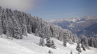 forest trees covered with snow, forest, snow, winter, nature