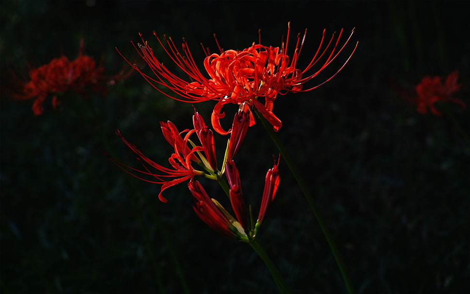 macro photography of red petal flower HD wallpaper