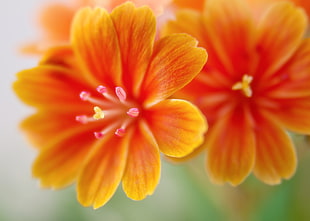 micro photography of orange flowers HD wallpaper