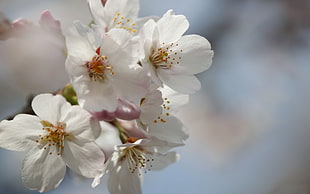 selective focus photography of white petaled flowers