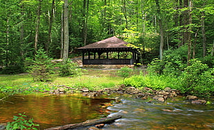 brown gazebo in forest near body of water