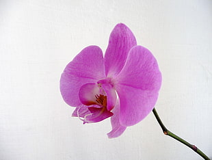 purple orchid flower HD wallpaper