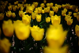 photo of yellow tulip field HD wallpaper