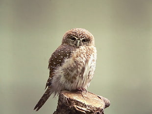 brown owl, nature, birds, owl, animals HD wallpaper