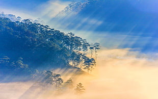 photo of trees near sea of cloud, nature, landscape, sun rays, Vietnam HD wallpaper