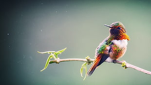 brown and green bird, birds, animals, digital art, branch