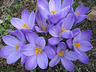 purple and yellow flowers