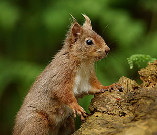 shallow focus photography of brown chipmunk on tree branch