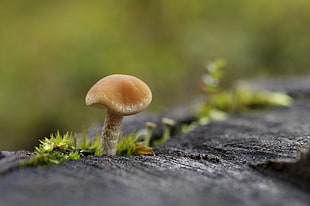 photo of brown mushroom