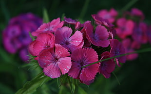 pink Dianthus flowers selective-focus photo HD wallpaper