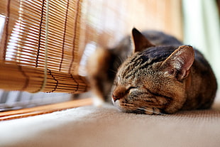 Shallow focus photography of black tabby cat near on brown wooden window blind during daytime