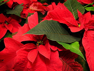 red poinsettias closeup photo HD wallpaper