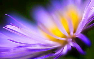 selective focus photography of purple and yellow petaled flower