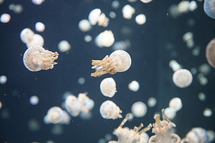 group of white jellyfish HD wallpaper