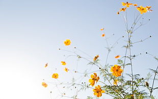 yellow and white petaled flowers, flowers, simple background HD wallpaper