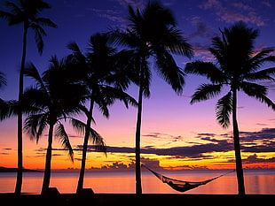 silhouette of coconut trees with hammock near beach at golden hour HD wallpaper
