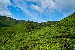 aerial view of green mountain