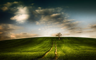 photo of green grass field and one tree HD wallpaper