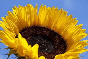 closeup photo of Sunflower during daytime HD wallpaper