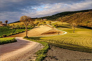 brown trees and grasses, nature, landscape, Italy, trees