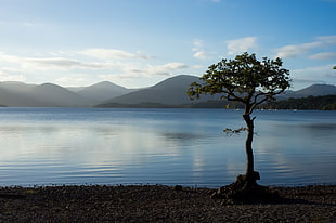 black tree beside body of water during daytime under cloudy sky, loch lomond