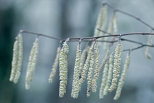 white clustered flowers, hazel