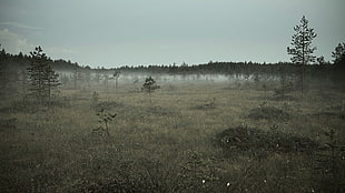 brown grass plain