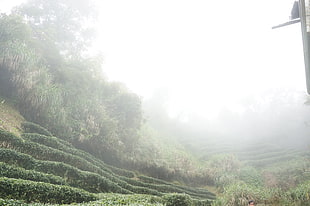 green plants, forest, mountains