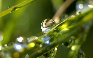 selected focus photo of green leaf with droplets