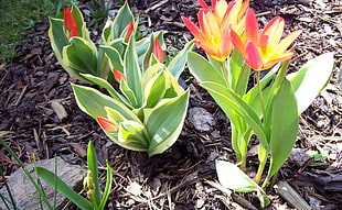 red and yellow petaled flowers