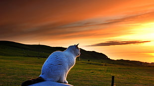 white and black cat, nature, animals, pet, cat HD wallpaper