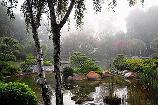 Birch,  Pond,  Haze,  Vegetation